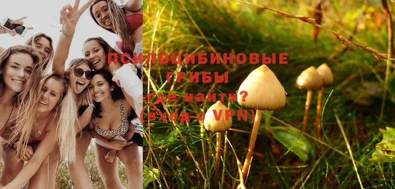 купить  цена  Тобольск  Псилоцибиновые грибы Psilocybe 